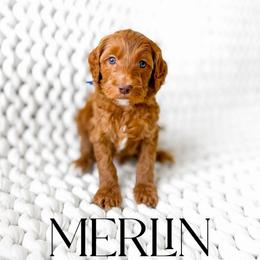 Merlin - Red  male Goldendoodle puppy in Springville, Utah from Happy Doodle