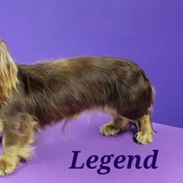 Dachshunds from Baileys Dachshunds