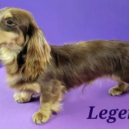 Dachshunds from Baileys Dachshunds