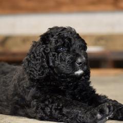 Saint Berdoodle Puppies from Highland Ridge Doodles