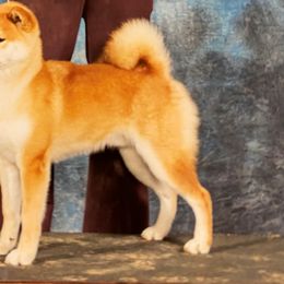 Midas - Shiba Inu