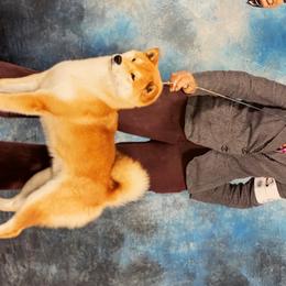 Midas - Shiba Inu