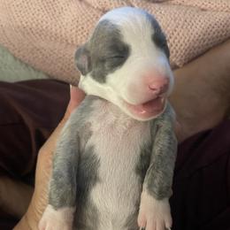 Whippet Puppies from Phoenix Whippets