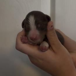 Rebel - Red tri male Miniature Australian Shepherd puppy in North Lakeport, California from Wild Rose Ranch