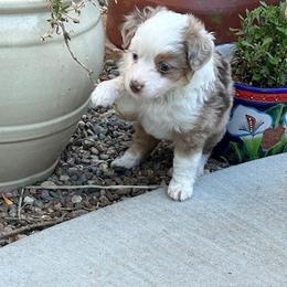 Miniature Australian Shepherd Puppies from Wild West Aussies