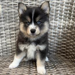 Scone - Tri-color male Pomsky puppy in Hudson, New Hampshire from Granite State Pomskies