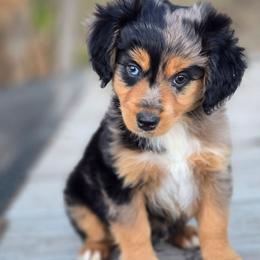 Rocker - Blue merle male Miniature Australian Shepherd puppy in Paris, Texas from Blue Envy Mini Aussies