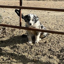 Australian Shepherd and Border Collie Puppies from Sun Up Kennels