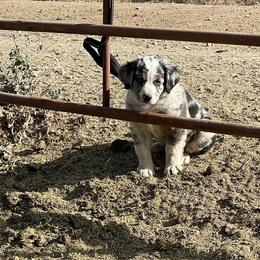Australian Shepherd and Border Collie Puppies from Sun Up Kennels