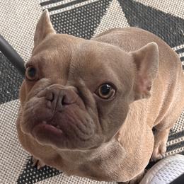 Lucy - French Bulldog