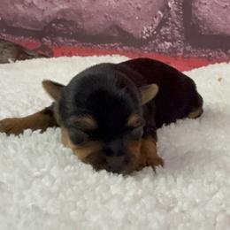 Jolene - Blue and gold female Yorkshire Terrier puppy in New Hampton, Iowa from JMAK Dreams