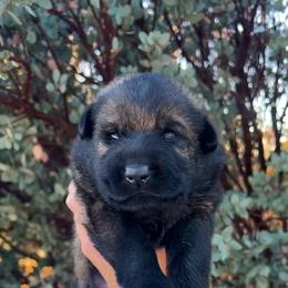 German Shepherd Puppies from Yosemite Shepherds