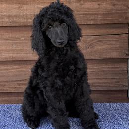 Gia - Black female Poodle puppy in Roseville, California from Aura & Luxe Poodles