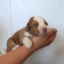 Queso - Apricot female Aussiedoodle puppy in Lithia, Florida from Waterford Doodle Farm