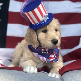 Goldendoodle, Schnoodle, and Sheepadoodle Puppies from Dood Ranch