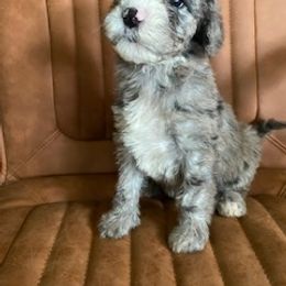 Girl 3 - Goldendoodle puppy in Buffalo, New York from Queen City Doodles NY