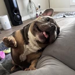 Loki - French Bulldog