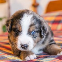 Nova - female Australian Mountain Doodle puppy in Lafayette, Missouri from Brick House Farm Doodles