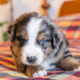 Nova - female Australian Mountain Doodle puppy in Lafayette, Missouri from Brick House Farm Doodles