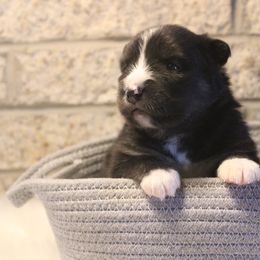Pomsky Puppies from Gemstone Pomskies