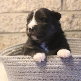 Pomsky Puppies from Gemstone Pomskies