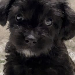 Yorkipoos from Ohio Poodle Pups