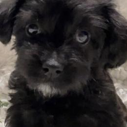 Yorkipoos from Ohio Poodle Pups