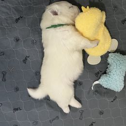 Samoyed Puppies from The Floof Brigade