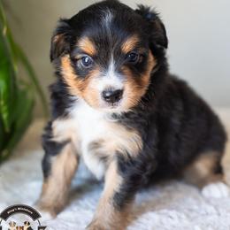 Joey - Black tri female Miniature American Shepherd puppy in Tonopah, Arizona from King's Miniature American Shepherds