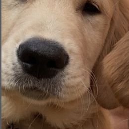 Golden Retrievers from Nini’s Goldens