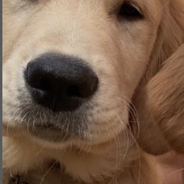 Golden Retrievers from Nini’s Goldens