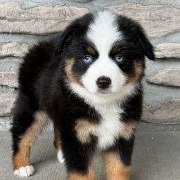 Penny - Black tri female Miniature Australian Shepherd puppy in Cunningham, Tennessee from Copper Creek Aussies