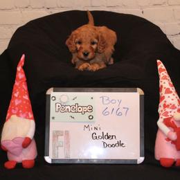 Goldendoodle and Poodle Puppies from Partridge Doodles and Poodles