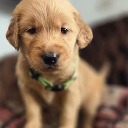 Leaf  (Harvest Party) - Golden male Golden Retriever puppy in Lebanon, Oregon from Soda Springs Kennel