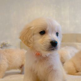 Golden Retriever Puppies from Goldens of Hope