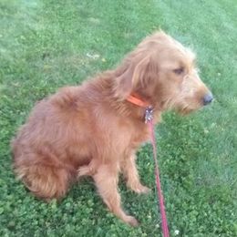 Rosey - Goldendoodle