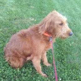 Rosey - Goldendoodle