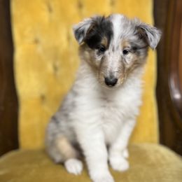Collie and Yorkshire Terrier Puppies from Jolly Collies & Kingdom Elite Yorkshire Terriers