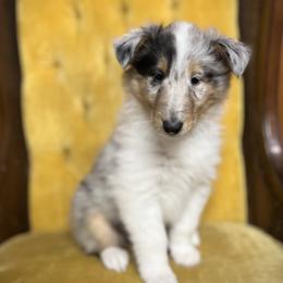 Collie and Yorkshire Terrier Puppies from Jolly Collies & Kingdom Elite Yorkshire Terriers