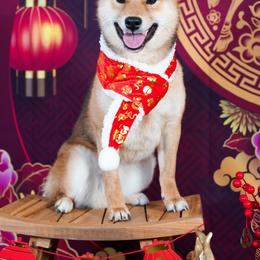 Kota - Sesame male Shiba Inu puppy in Houston, Texas from Bluebonnet Shibas