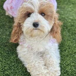 Treasure - Cavapoo