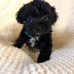 Orion - Black and white male Shichon puppy in Seymour, Tennessee from Mel’s Teddy Bear Puppies