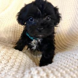 Orion - Black and white male Shichon puppy in Seymour, Tennessee from Mel’s Teddy Bear Puppies