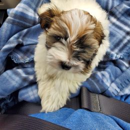 Bouvier des Flandres and Havanese Puppies from Beulah Bouviers and Havanese