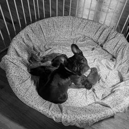 French Bulldog Puppies from Fair Oaks Frenchies