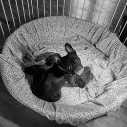 French Bulldog Puppies from Fair Oaks Frenchies