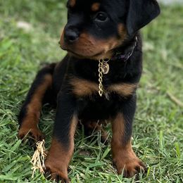 "Yard time " Rottweiler Puppies from VHWilliamsRottweilers