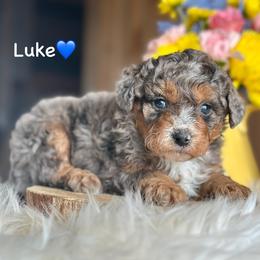 Luke - Blue merle male Aussiedoodle puppy in Lancaster, Minnesota from Finney Ranch
