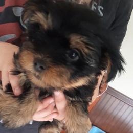 Girl 1 - Black and tan female Yorkshire Terrier puppy in Columbia, Tennessee from Middle Tennessee Teacup Yorkie puppies