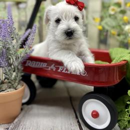 Miniature Schnauzer Puppies from Schnauzers on Robinson Lane